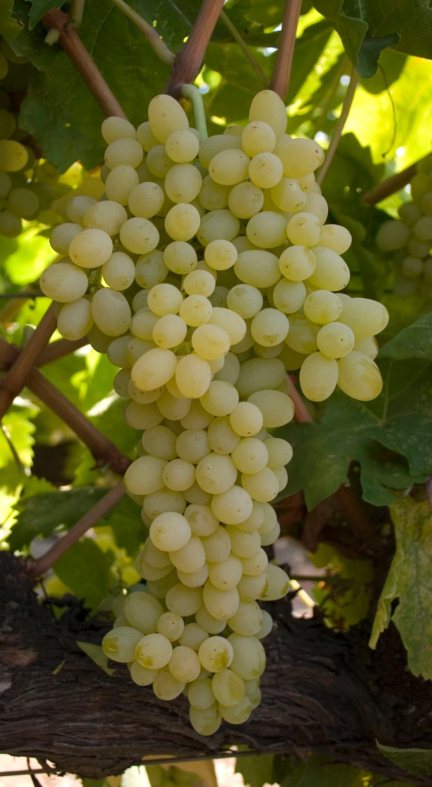 thumbnail image 2 of Thompson Seedless Grape Vine Cutting - Fast Growing Fruit Tree, Green, Child Safe 2 of 11